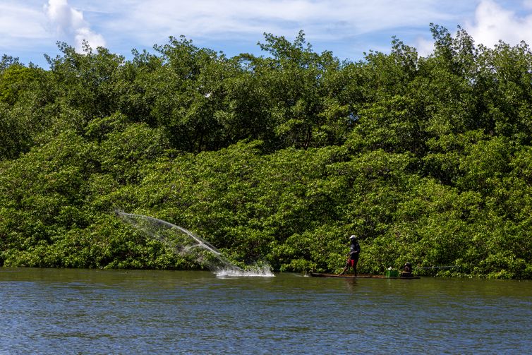 FLAVIO FORNER Pernambuco- 17/07/2025 - Manguezal na área do Rio Formoso, no litoral sul de Pernambuco
Crédito: Flavio Forner