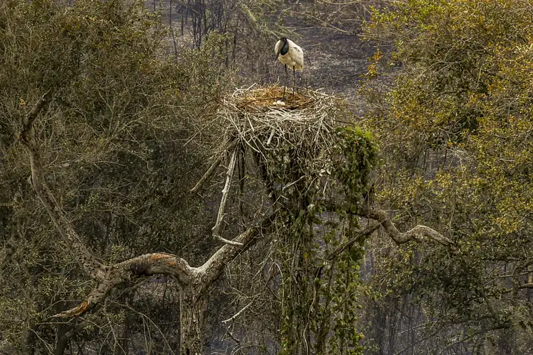 Marcelo Camargo/Agência Brasil Corumbá (MS) - 26/12/2024 - 100 fotos melhores de 2024, retrospectiva - Foto feita em 30/06/2024 - Tuiuiú, ave símbolo do Pantanal, proteje seu ninho em meio aos incêndios florestais no Pantanal. Foto: Marcelo Camargo/Agência Brasil