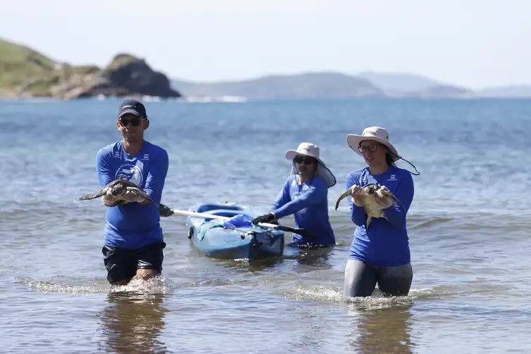 Arraial do Cabo (RJ), 14/04/2026 – Pesquisadores do Projeto Costão Rochoso fazem captura de tartaruga-verde (Chelonia mydas) para monitoramento da espécie com triagem e exames na Praia do Pontal, na Reserva Extrativista (RESEX) Marinha do Arraial do Cabo. Foto: Fernando Frazão/Agência Brasil