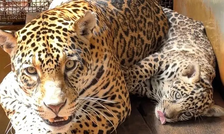 Parauapebas (PA, 04/04/2026 - Nascida em dezembro no BioParque Vale Amazônia, onça-pintada recebe o nome de Xingu. Foto: Bioparque Vale Amazônia/Divulgação