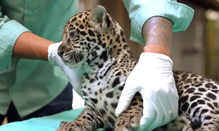Parauapebas (PA, 04/04/2026 - Nascida em dezembro no BioParque Vale Amazônia, onça-pintada recebe o nome de Xingu. Foto: Bioparque Vale Amazônia/Divulgação
