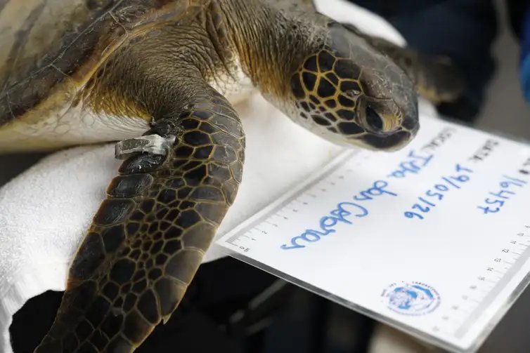 Paranaguá (PR), 19/05/2026 – A pesquisadora Camila Domit conduz monitoramento de tartarugas-verde (Chelonia mydas) pelo Programa de Recuperação da Biodiversidade Marinha (Rebimar), na Ilha das Cobras. Foto: Fernando Frazão/Agência Brasil
