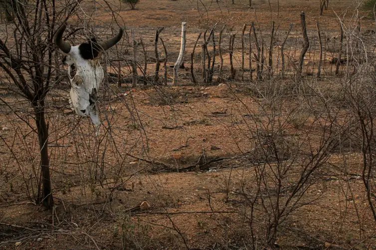 Crédito: ASA / Divulgação Desertificação no Brasil ameaça água, alimento, clima e biodiversidade. Nordeste brasileiro é o mais afetado pelos processos de seca e desertificação. Crédito: ASA / Divulgação