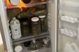 Interior de uma geladeira aberta com a luz interna acesa, repleta de sacos plásticos transparentes e potes de vidro contendo maconha seca. Na prateleira do meio, há um grande galão plástico branco com rótulo, ladeado por recipientes de vidro. A porta da geladeira está aberta para a direita, revelando as prateleiras internas vazias e suportes para ovos.