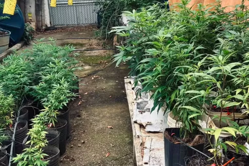 Uma área externa ao ar livre com um corredor de concreto, onde dezenas de plantas de cannabis de vários tamanhos estão dispostas em vasos pretos no chão e sobre bancadas, equipadas com sistemas de irrigação por gotejamento.