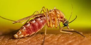 Fotografia em macro de um pernilongo ou mosquito pousado sobre a pele humana em perfil direito, com o abdômen visivelmente dilatado e avermelhado, repleto de sangue recém-ingerido. O inseto possui olhos grandes com reflexos esverdeados, pernas amareladas e asas translúcidas recolhidas sobre o corpo, sob um fundo desfocado em tons de verde e amarelo.