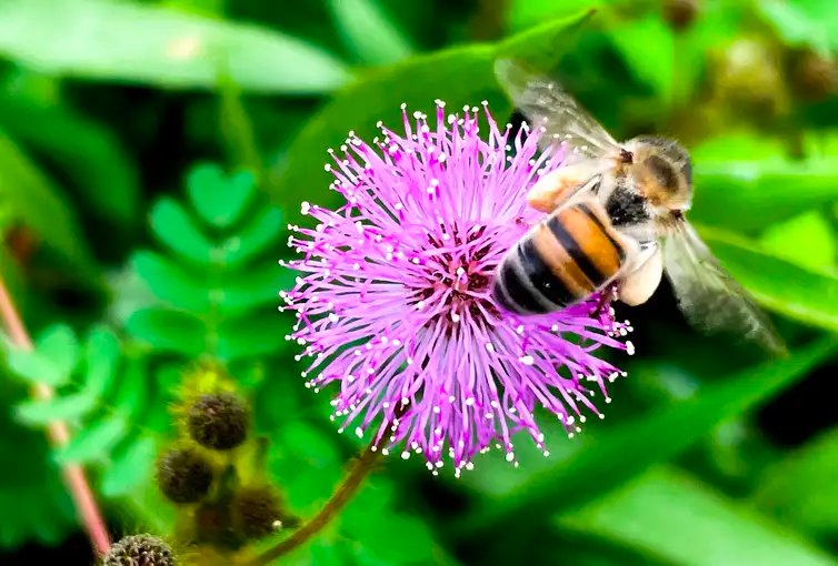 Brasília (DF), 21.03.2024 – Abelha africana ou africanizada (Apis mellifera scutellata), no Parque Ecológico do Lago Norte. - Várias espécies de abelhas estão ameaçadas de extinção em todo o mundo, tanto pela perda de seu habitat natural quanto pelo uso excessivo de agrotóxicos.  Foto: Juca Varella/Agência Brasil
