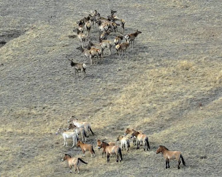 Rio de Janeiro (RJ), 22/08/2026 – O cavalo selvagem que virou símbolo de restauração na Mongólia
Foto: Hustai National Park/Divulgação