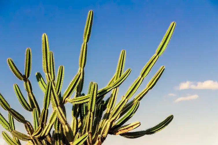 Desertificação no Brasil ameaça água, alimento, clima e biodiversidade. . Cactos típicos da Caatinga, bioma no Semiárido Nordestino. Crédito: ASA / Divulgação