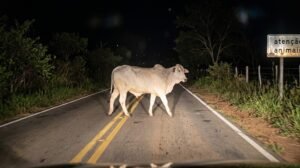 Uma fotografia noturna e realista tirada de dentro de um veículo, mostrando uma vaca de cor clara (raça Nelore) atravessando uma estrada de pista simples. O animal, iluminado pelos faróis do carro, está no centro da pista, cruzando-a de lado. O asfalto desgastado tem faixas amarelas no centro e vegetação escura nas margens. À direita, há uma placa de trânsito antiga e desgastada onde se lê "atenção animais". A cena é cercada pela escuridão da noite, com árvores e uma cerca visíveis sob a iluminação direta dos faróis.
