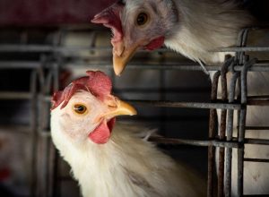 2023-03-31t210202z_817621184_rc2lgz9r4ai9_rtrmadp_3_health-birdflu-argentina.jpg