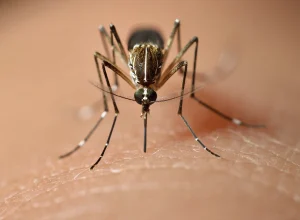 Cidade soma quatro vítimas fatais; vacinação segue disponível nas unidades de saúde