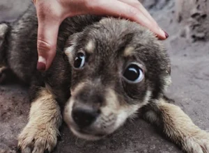 Foto: Alin Luna/Pexels