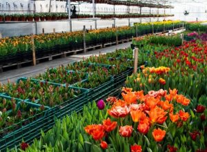 A cadeia produtiva de floricultura e plantas do estado de São Paulo é referência nacional na utilização de ambientes controlados - Foto: GESP