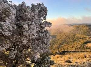 Árvores congelam em Urupema - Foto: Reprodução/Reprodução