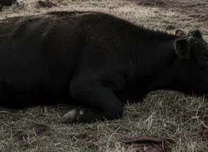 imagem ilustrativa gerada por IA