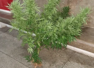 A planta foi apreendida e levada ao \plantão policial - Foto: Divulgação/GCMJ