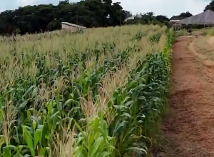 Drones e IA para o melhoramento genético do milho - Foto: Reprodução/TV