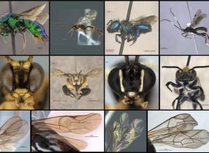 Mosaico de 12 imagens em close de vespas da família Ichneumonidae, que faz parte do banco de imagens utilizado na pesquisa. Na primeira linha, fotos laterais. Na segunda linha, fotos frontais. Na última linha, fotos dos padrões nas asas dos insetos – Foto: “Dataset of Parasitoid Wasps and Associated Hymenoptera” (DAPWH)/GESP