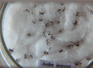 aedes_aegypti.jpg