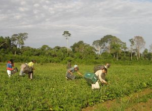 agricultores_familiares_colhem_feijao-caupi_-_emanuel_cavalcante_-_embrapa_amapa.jpg