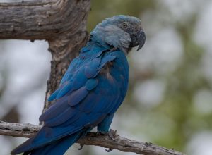 ararinha-azul_de_vida_livre_proximo_ao_criadouro_-_foto_miguel_monteiro.jpg