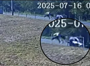 Imagens de câmera de segurança flagram momento em que vítima é arremeçada após ser atingida por carro - Foto: Reprodução