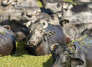 bufalos-fazenda-mironga-mc_abr_01102025-6.jpg