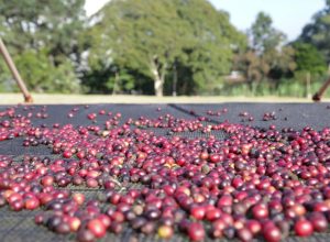 Produção de café Canephora tende a crescer nos próximos anos em São Paulo. Foto: Divulgação/GESP