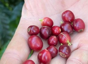 cafe_produizido_pela_fazenda_florenca.jpg