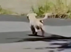 O cãozinho Calvin ainda demonstrou carinho pela ex-tutora - Foto: Reprodução/TV