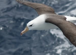 dimas_gianuca_projeto_albatroz_albatroz-de-sobrancelha-negra_thalassarche_melanophris.jpg.jpeg