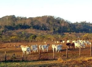 fazenda.jpg