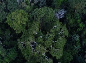 floresta_amazonica_vista_de_cima.jpg