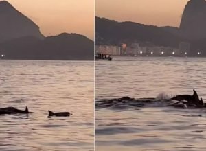 golfinhos_encantam_banhistas_no_rio_e_indicam_boas_condicoes_de_praia01.jpg