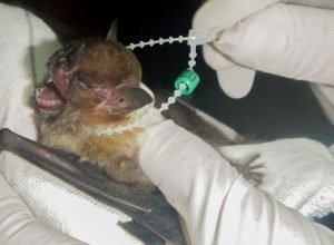 ilha_grande_se_torna_area_de_conservacao_de_morcegos04.jpg