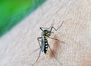 mosquito-213805_1920.jpg