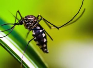 mosquito-4998145.jpg