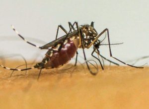 mosquito_.jpg