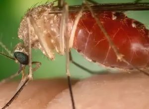 mosquito_maruim_.jpg