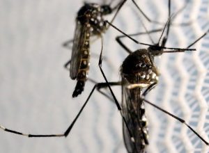 mosquitos_aedes_aegypti_dengue.jpg