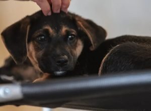 pets_doacao_32.jpg