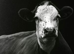Foto: Callum Reen/Pexels