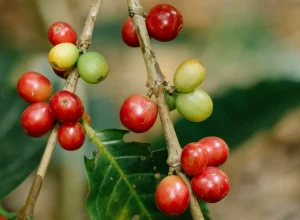 Prefeito de Morungaba propõe alteração da fruta-símbolo/Foto: Michael Burrows/Pexels