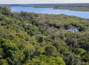 Estudo apontas o uso de bactérias da Amazônia como antibióticos e antitumorais" - Foto: Fabio Rodrigues-Pozzebom/ABr