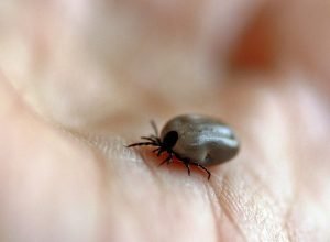 tick-482613.jpg