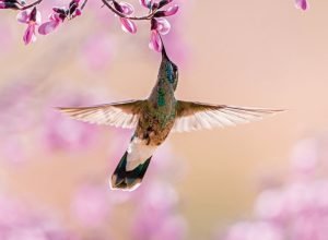 vatairea_macrocarpa_colibri_serrirostris.jpg